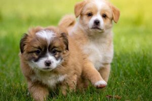 Hundetraining Franken - Alle Kurse, zwei braun-weiße Welpen laufen auf Wiese