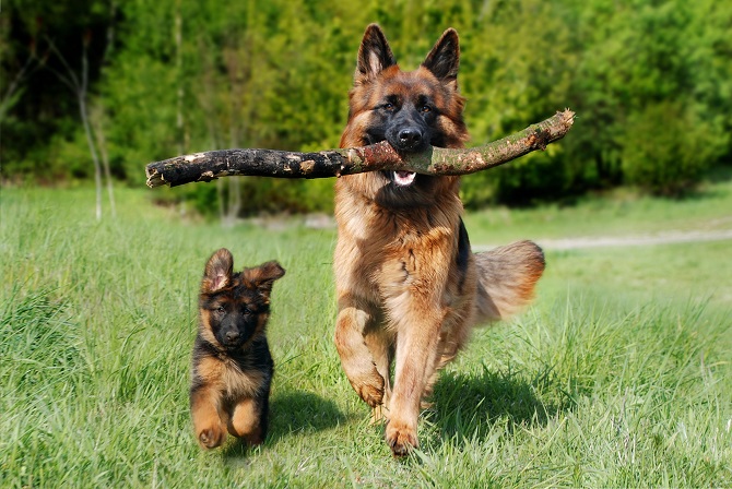 Hundetraining Franken - Apportieren, Schäferhund trägt großen Ast mit Welpe