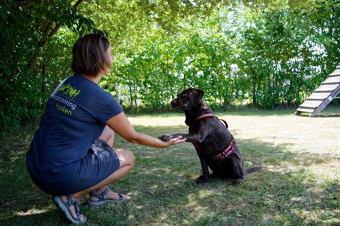 Hundetraining Franken - Coachings, brauner Labrador gibt Trainerin Pfote