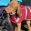 Hundetraining Franken - Galerie, Cocker Spaniel und Magyar Vizsla Welpen mit Kind