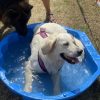 Hundetraining Franken - Galerie, Golden Retriever im Wasser mit Schäferhund