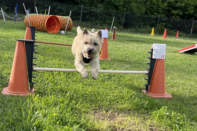 Hundetraining Franken - Hundebeschäftigung, Cairn Terrier springt über Hürde