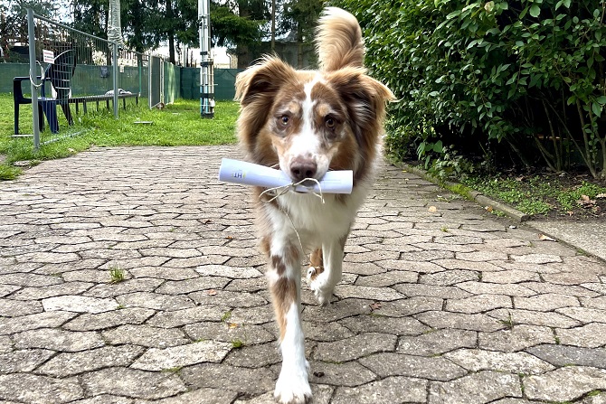 Hundetraining Franken - Startseite, red Merle Australian Shepherd trägt Papier