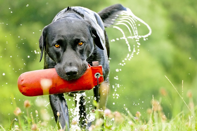 Hundetraining Franken - Hundebeschäftigung, Labrador apportiert aus dem Wasser