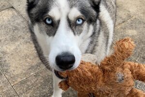 Hundetraining Franken - Apportieren, Husky bringt Kuscheltier Spielzeug