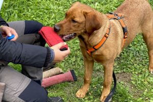 Hundetraining Franken - Apportieren, foxred Labrador apportiert Futterbeutel