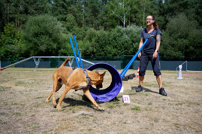Hundetraining Franken - Alle Kurse, Trainerin lenkt Malinois in Agility Tunnel