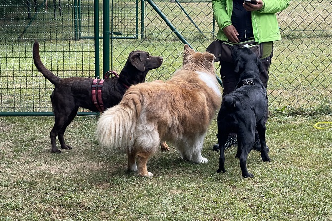 Hundetraining Franken - Hundebeschäftigung, drei Hunde stehen vor Trainerin