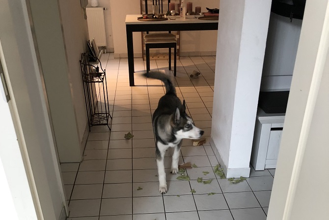 Hundetraining Franken - Hausbesuch, junger Husky allein hat Tücher zerfetzt