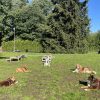 Hundetraining Franken - Erziehung, Hundegruppe liegt auf Hundeplatz