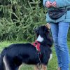 Hundetraining Franken - Erziehung, schwarzer Australian Shepherd schaut auf Halterin
