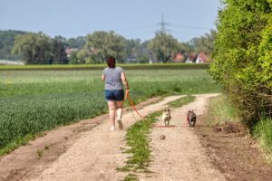 Hundetraining Franken - Erziehung, französische Bulldoggen gehen spazieren