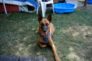 Hundetraining Franken - Erziehung, Malinois liegt auf Wiese vor Geräten