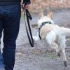 Hundetraining Franken - Erziehung, weißer Hund rennt frei über Waldweg