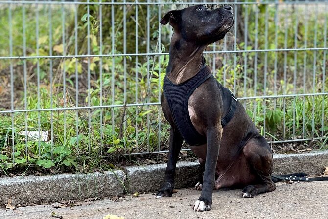 Hundetraining Franken - Anti-Giftköder-Training, schwarzer Hund lässt Futter am Boden liegen