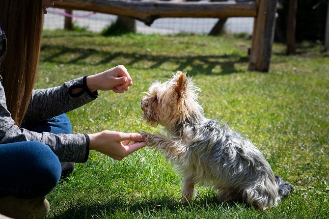Hundetraining Franken - Erziehung, grauer Yorkshire Terrier gibt Pfote auf Wiese