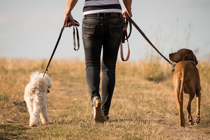 Hundetraining Franken -Erziehung, Frau geht mit zwei Hunden an Leine über Wiese