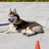 Hundetraining Franken - Basiskurs, Husky liegt zwischen Pylonen auf Steinfliesen