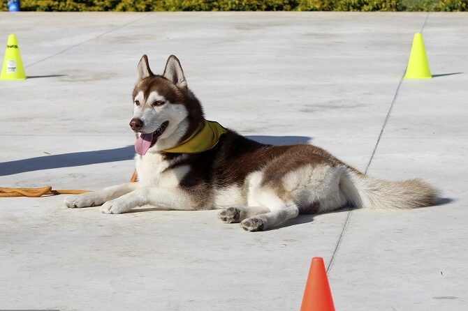 Hundetraining Franken - Basiskurs, Husky liegt zwischen Pylonen auf Steinfliesen