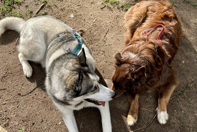 Hundetraining Franken - Alle Kurse, Husky und Aussie liegen ruhig nebeneinander