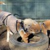 Hundetraining Franken - Jung trifft alt, Shiba Inu Podenco und Golden Retriever