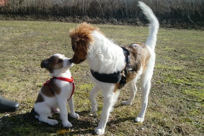 Hundetraining Franken - Welpentraining, zwei Welpen berühren ihre Nasen auf Wiese