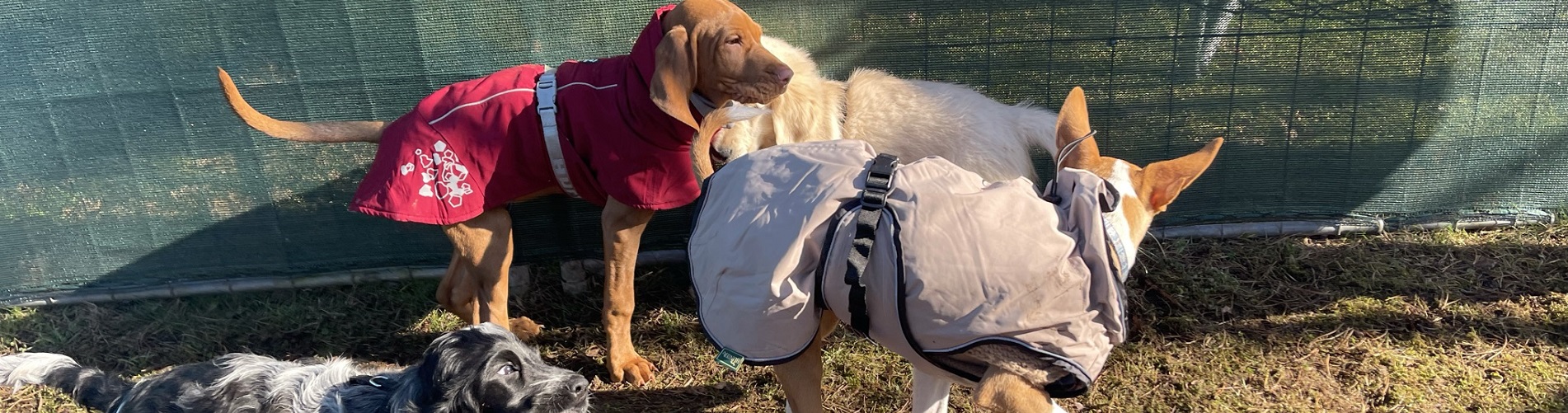 Hundetraining Franken - Jung trifft alt, vier Welpen im Spielgehege vor Zaun