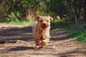 Hundetraining Franken -Erziehung, hellbrauner Hund rennt über Waldweg