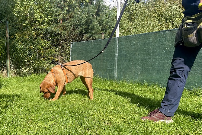 Hundetraining Franken - Hundebeschäftigung, Labrador sucht Futter