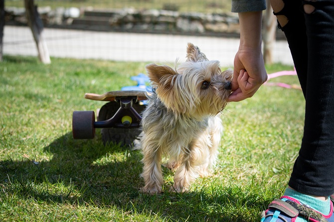 Hundetraining Franken - Hundebeschäftigung, Yorkshire Terrier vor Skateboard