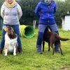 Hundetraining Franken - Trickdogging, Labrador und Aussie zwischen Beinen