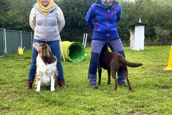 Hundetraining Franken - Trickdogging, Labrador und Aussie zwischen Beinen