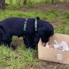 Hundetraining Franken - Welpentraining, schwarzer Cocker Spaniel mit Schnüffelkarton