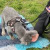 Hundetraining Franken - Welpentraining, französische Bulldogge wird auf Decke belohnt