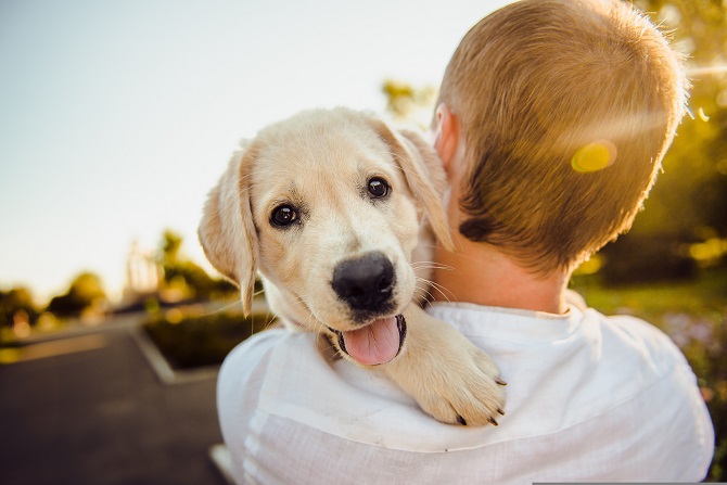 Hundetraining Franken - Welpentraining, heller Labrador wird von Mann getragen