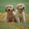 Hundetraining Franken - Alle Kurse, Golden Retriever Welpen sitzen auf Wiese