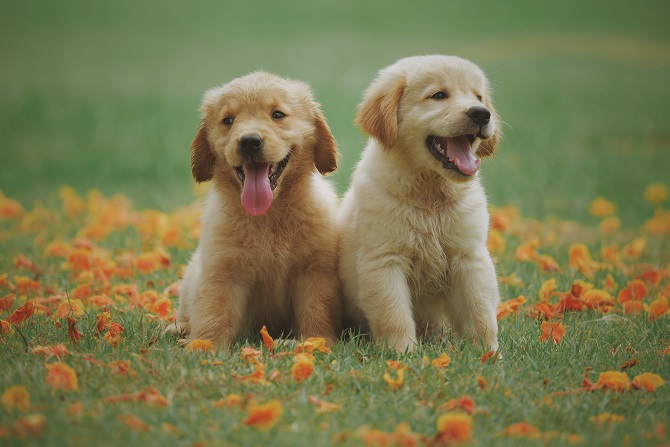 Hundetraining Franken - Alle Kurse, Golden Retriever Welpen sitzen auf Wiese
