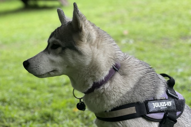 Hundetraining Franken - Welpentraining, Husky Welpe sitzt auf Wiese