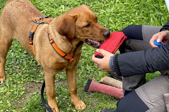 Hundetraining Franken - Hundebeschäftigung, Labrador mit Futterbeutel