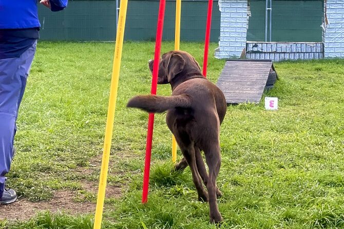 Hundetraining Franken - Bunte Gruppe, brauner Labrador läuft im Agility Slalom