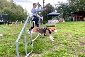 Hundetraining Franken - Bunte Gruppe, Beagle springt über Agility Hürde mit Kind