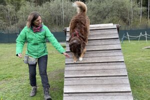 Hundetraining Franken - Bunte Gruppe, brauner Australian Shepherd auf Agility Holz A-Wand