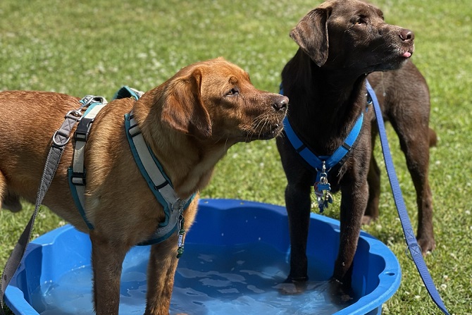Hundetraining Franken - Bunte Gruppe, zwei braune Labradore stehen im Wasser