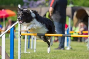 Hundetraining Franken - Hundebeschäftigung, Border Collie springt über Hürde