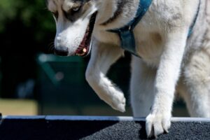 Hundetraining Franken - Hundebeschäftigung, Husky beim Agility