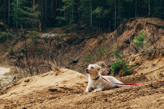 Hundetraining Franken - Leinenkurs, beiger Labrador liegt in Waldstück