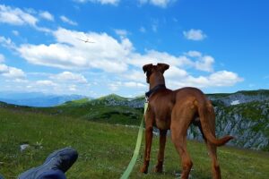 Hundetraining Franken - Leinenkurs, brauner Pinscher in den Bergen wandern