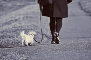 Hundetraining Franken - Leinenkurs, kleiner Hund läuft entspannt spazieren