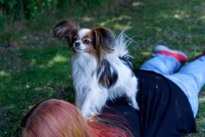 Hundetraining Franken - Trickdogging, Papillon steht auf Rücken von Katy Sonderschefer