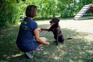 Hundetraining Franken - Trickdogging, brauner Labrador gibt Trainerin Pfote